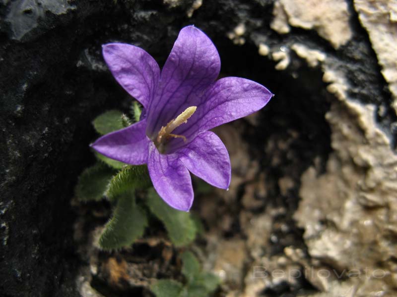 Campanula morettiana / Campanula di Moretti